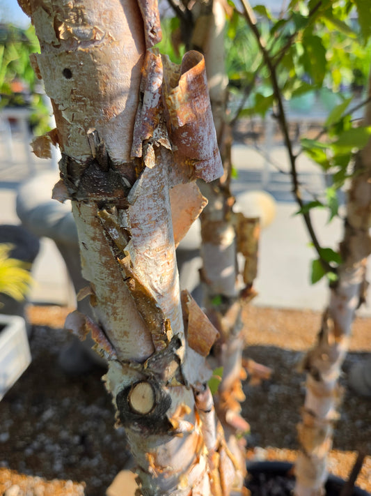 Birch, River Water 'Dura-Heat' (Betula)