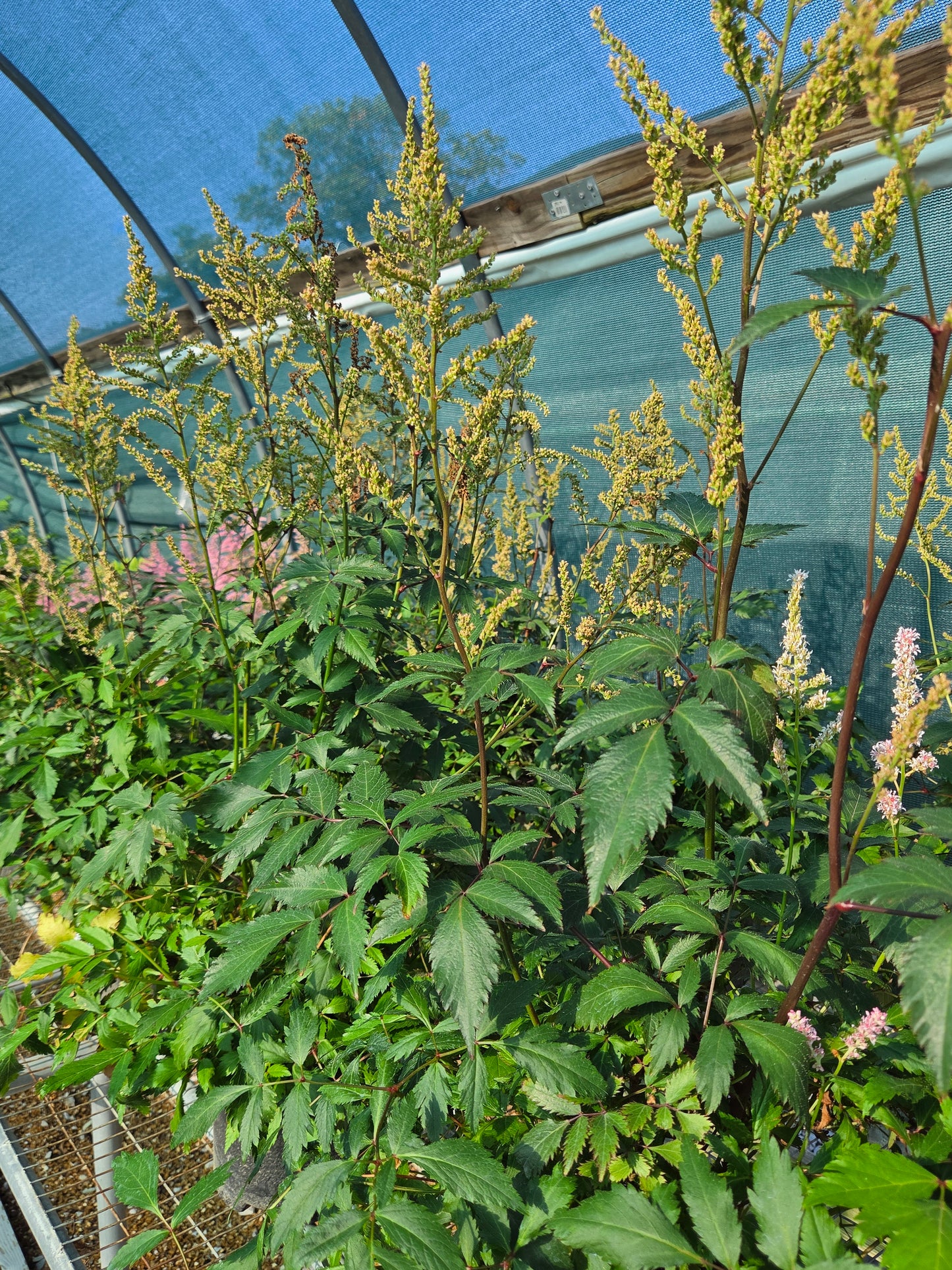 False Goat's Beard / False Spirea 'Peach Blossom' (Astilbe, Japanese)