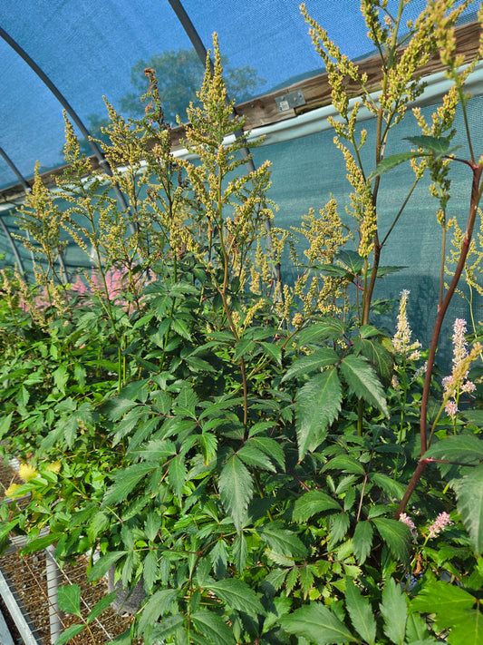 False Goat's Beard / False Spirea 'Peach Blossom' (Astilbe, Japanese)