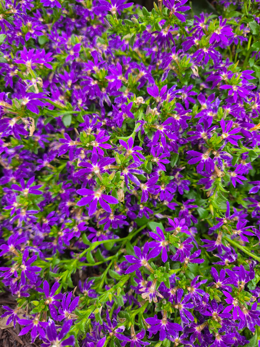 Fan Flower (Scaevola)