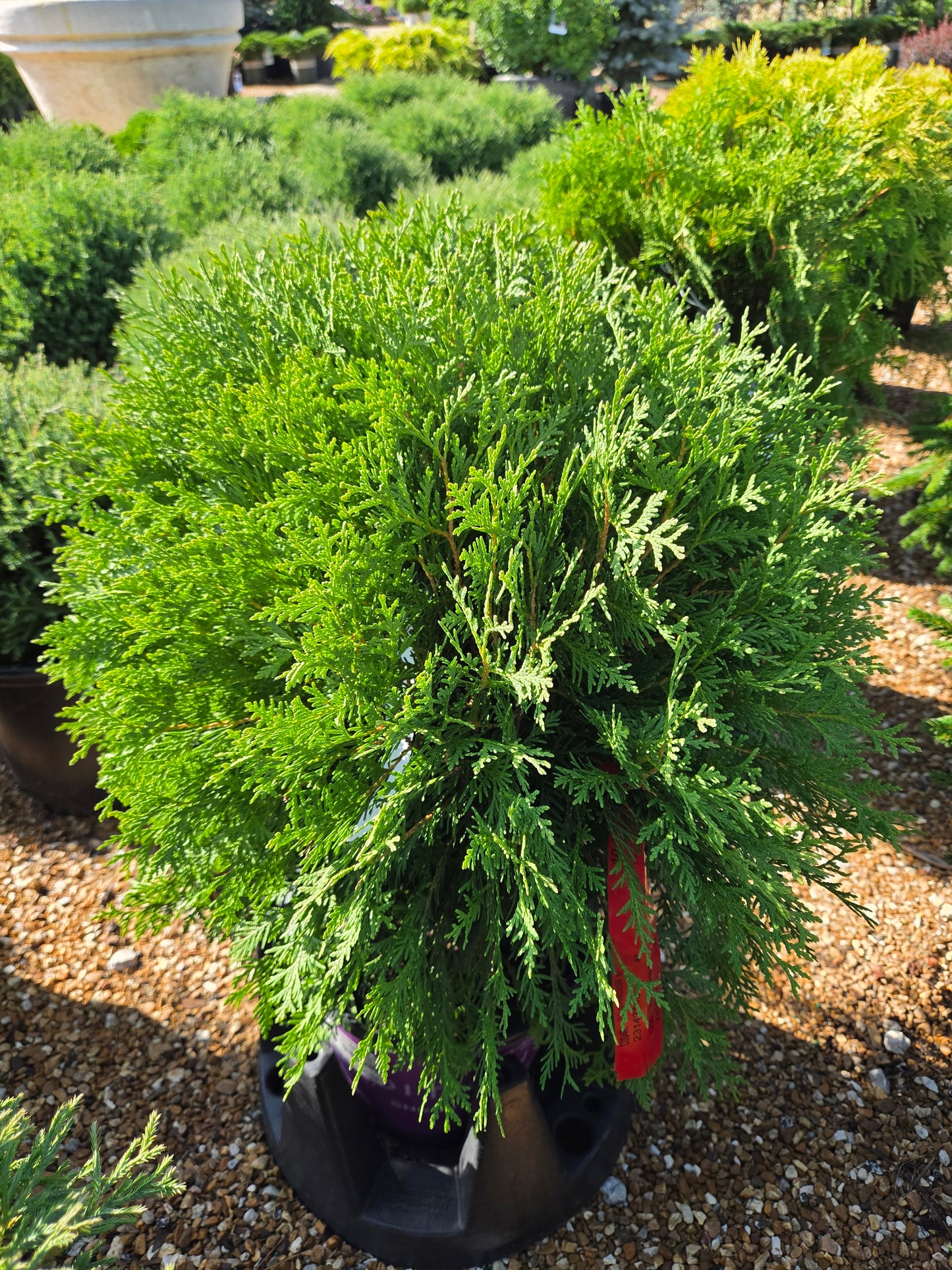 Arborvitae, Eastern Globe 'Planet Earth' (Thuja)