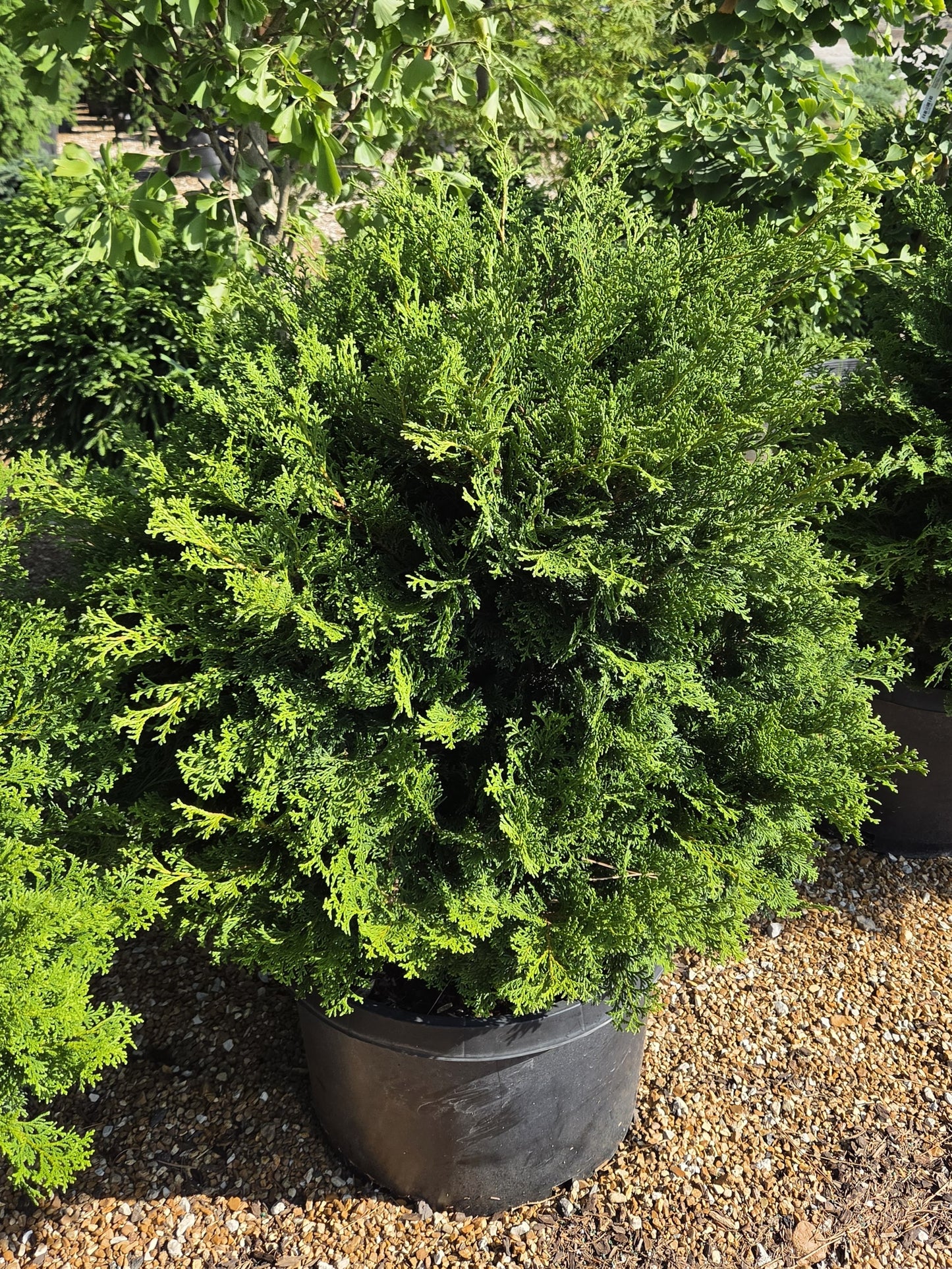 Falsecypress, Hinoki 'Tempelhoff' (Chamaecyparis)