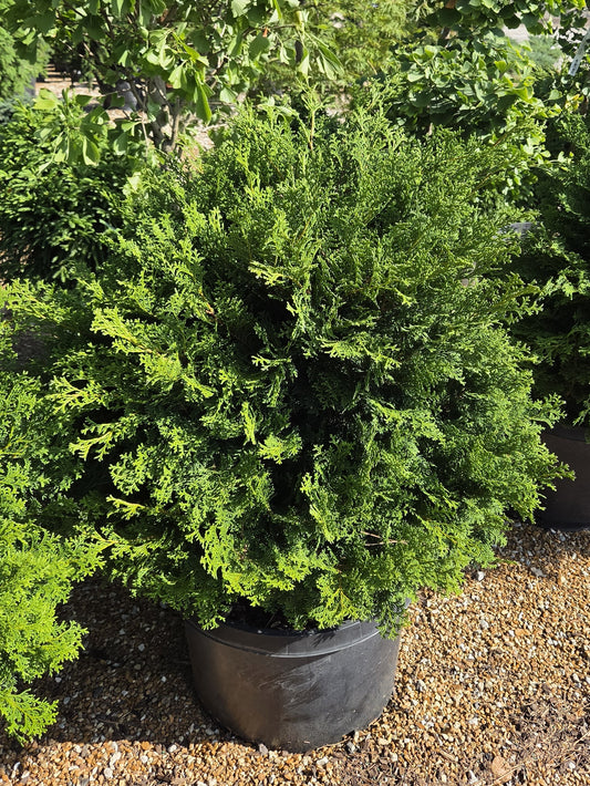 Falsecypress, Hinoki 'Tempelhoff' (Chamaecyparis)