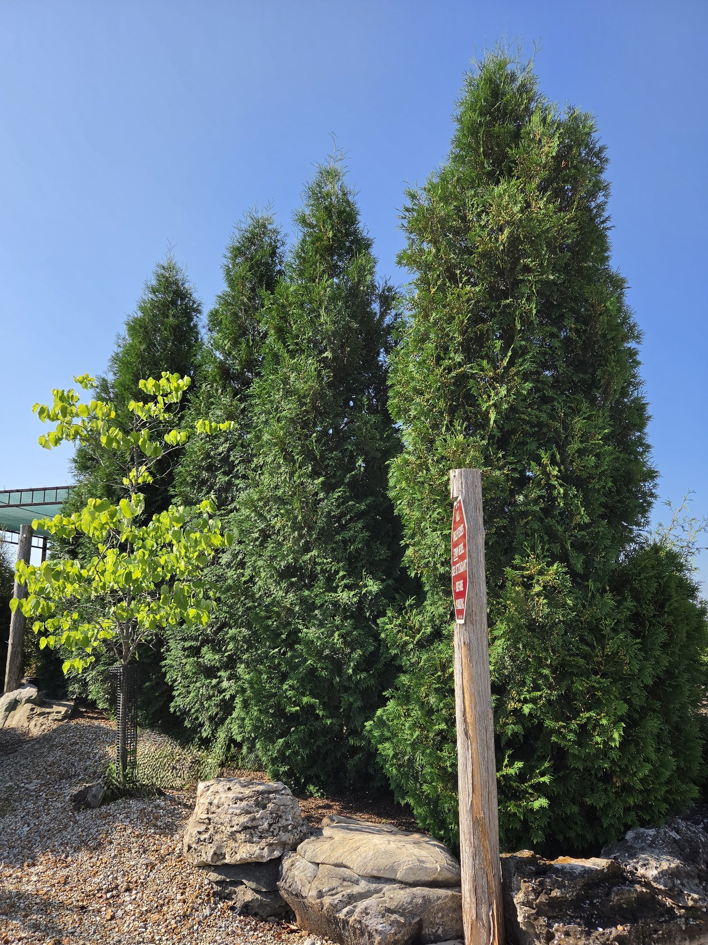 Arborvitae, Eastern Columnar, Full Speed A Hedge, 'American Pillar' (Thuja)