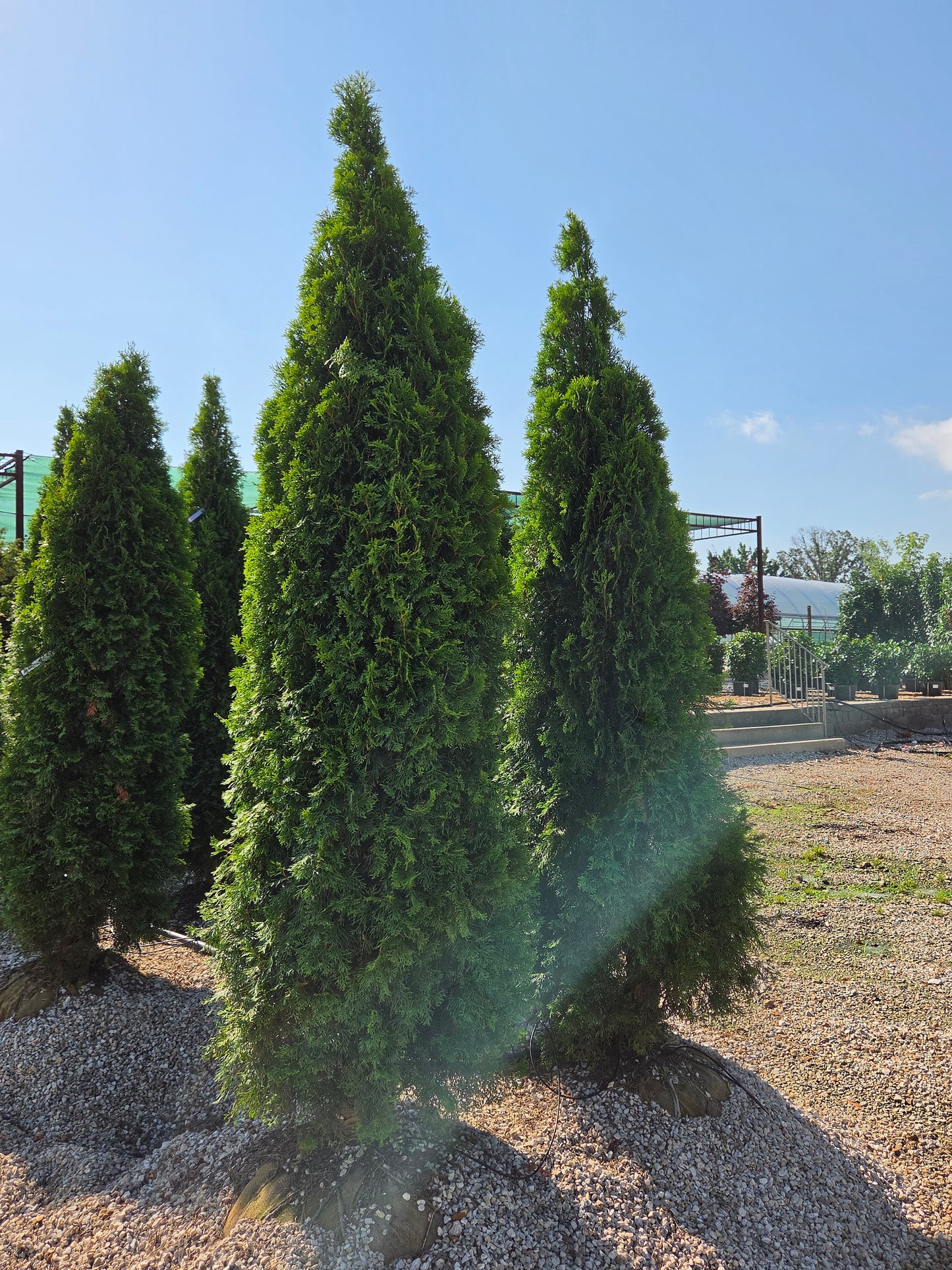 Arborvitae, Eastern 'Emerald' (Thuja)