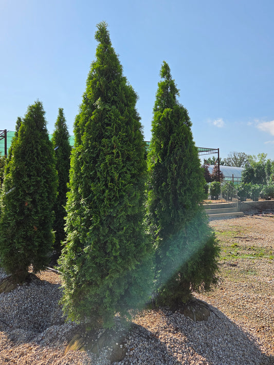 Arborvitae, Eastern 'Emerald' (Thuja)