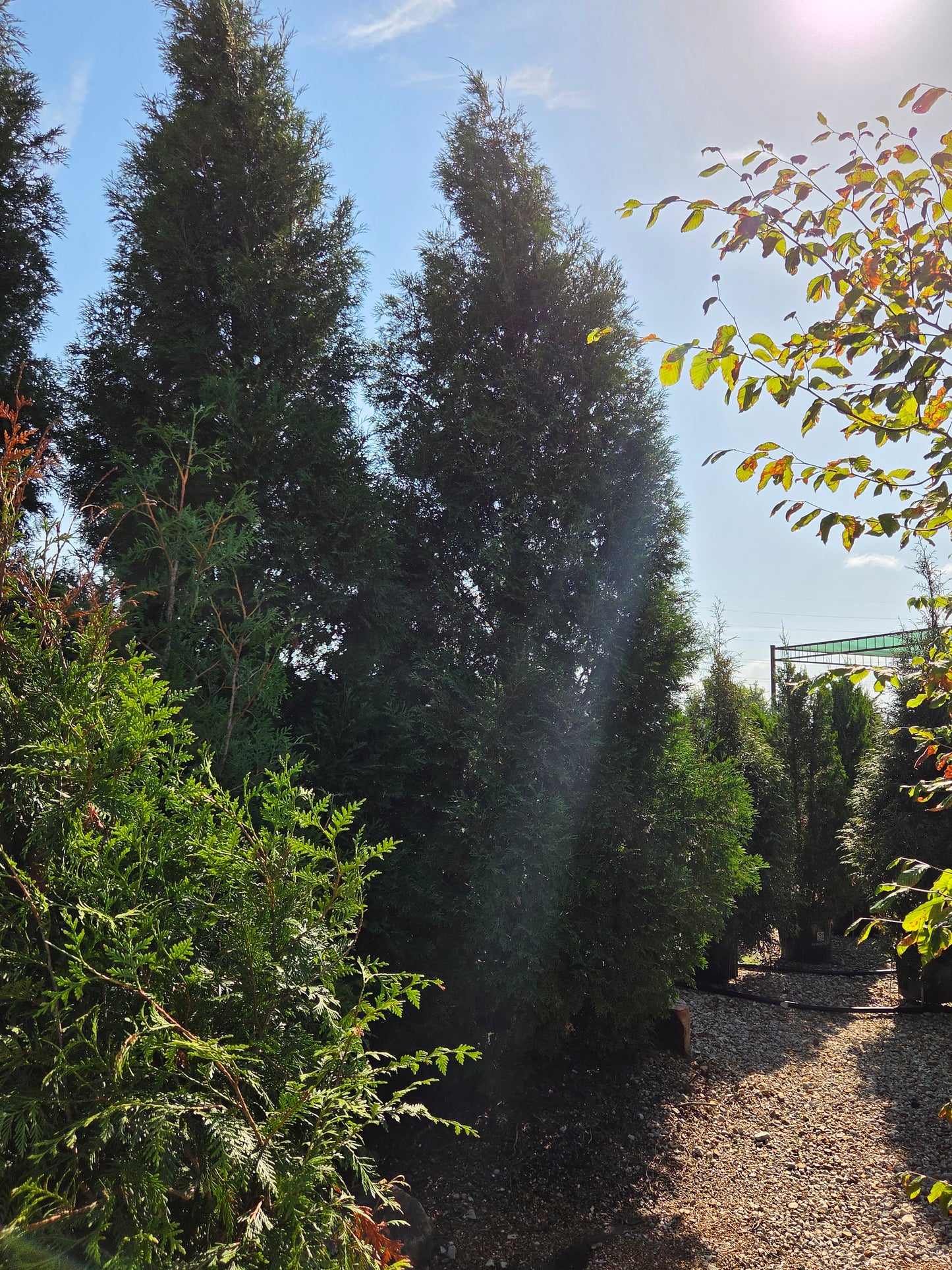 Arborvitae, Eastern Columnar, Full Speed A Hedge, 'American Pillar' (Thuja)