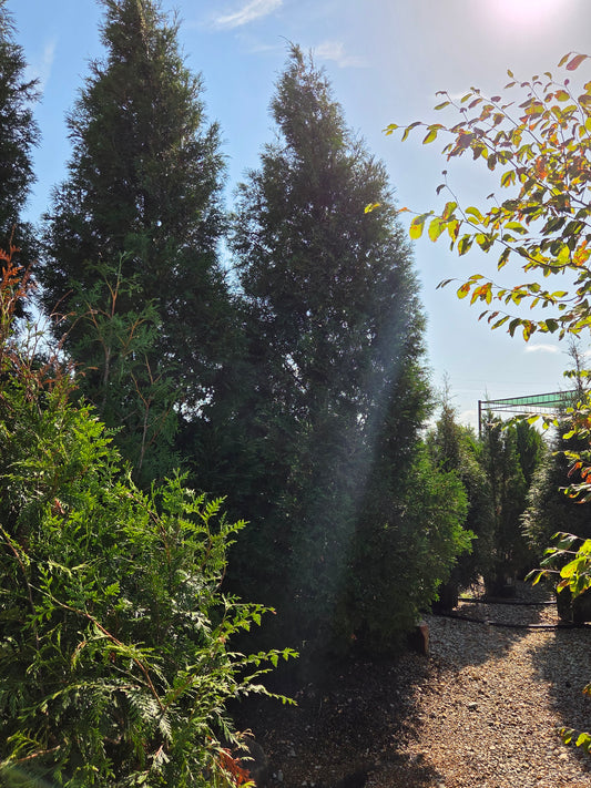 Arborvitae, Eastern Columnar, Full Speed A Hedge, 'American Pillar' (Thuja)
