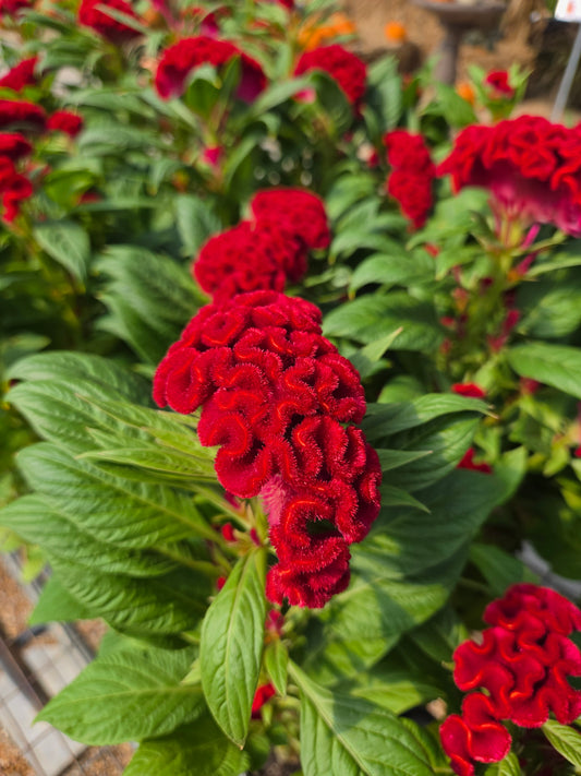 Cockscomb, Crested (Celosia)