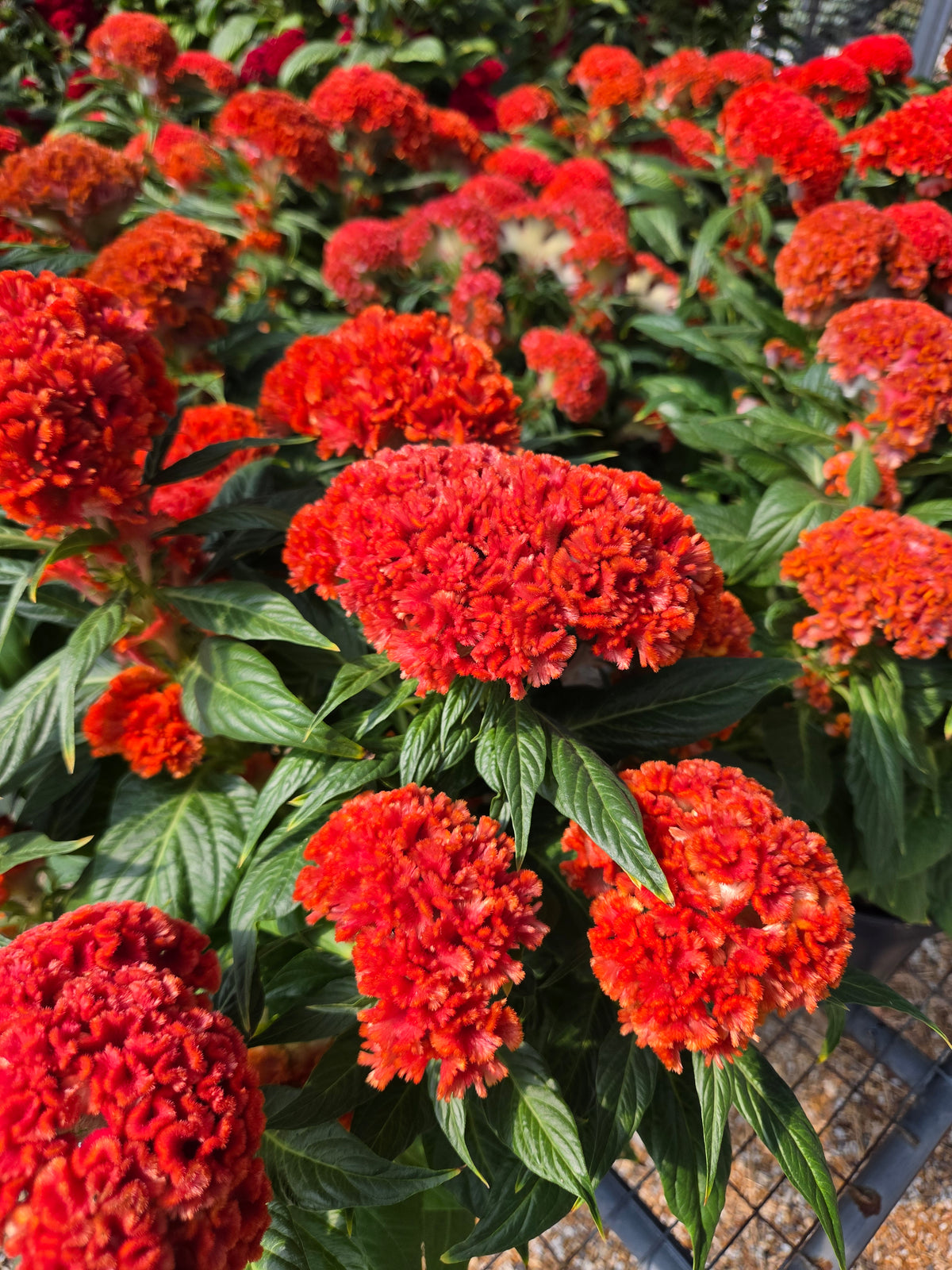 Cockscomb, Crested (Celosia)