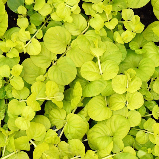 Lysimachia nummularia 'Aurea'