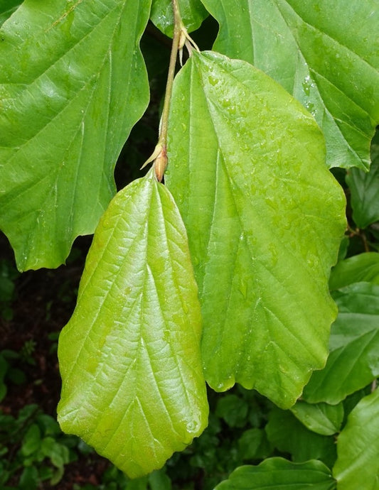 Ironwood, Persian Columnar 'Golden Bell Tower' (Parrotia)