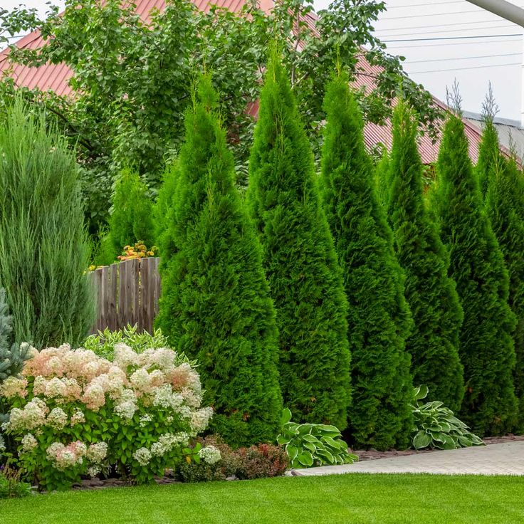 Thuja occidentalis 'Emerald'