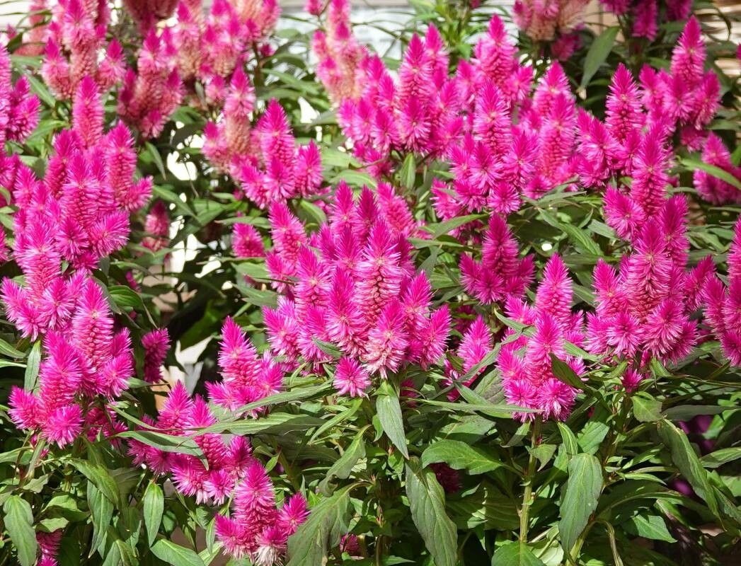 Celosia argentea