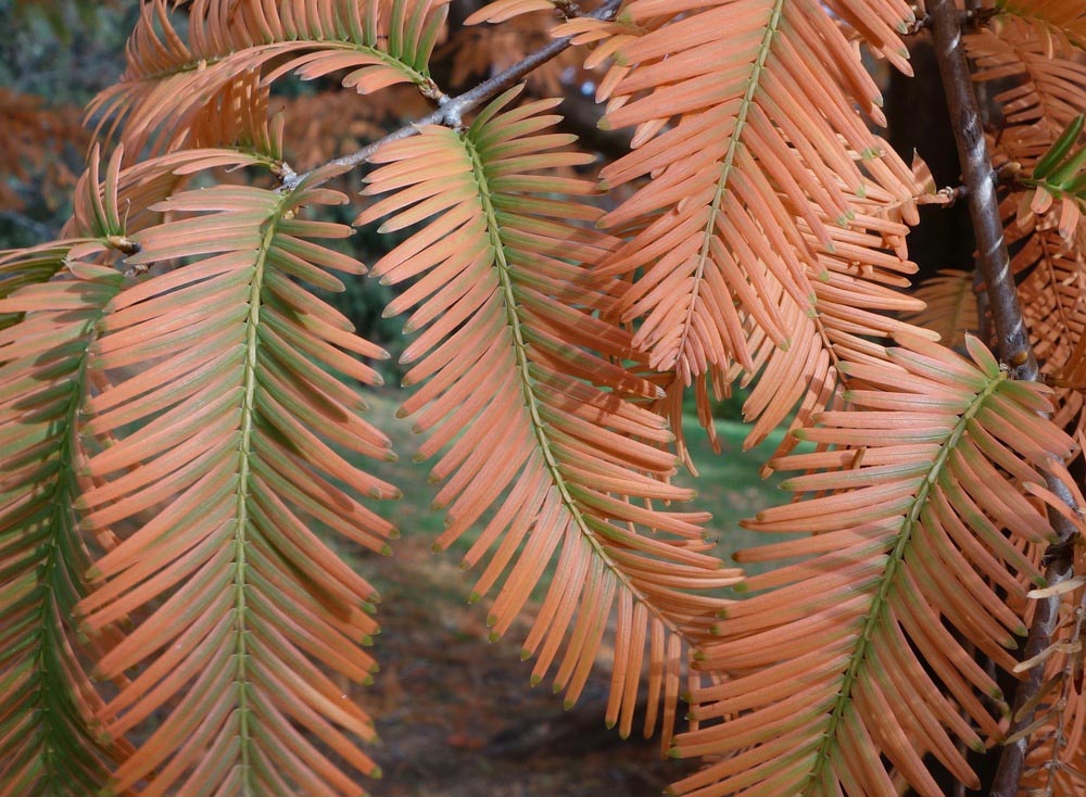 Redwood, Dawn (Metasequoia)