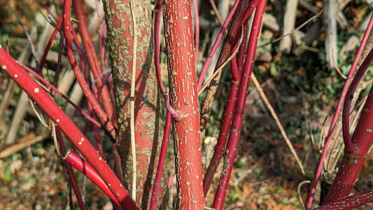 Dogwood, Tatarian/ Red Twig 'Red Gnome' (Cornus)