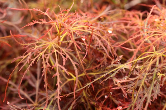 Acer palmatum var. dissectum 'Baby Lace'