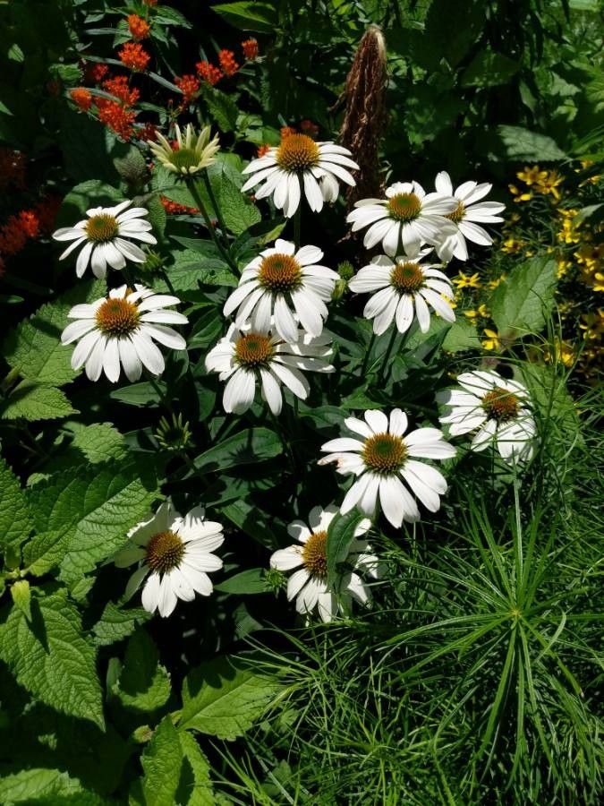 Echinacea purpurea 'White Swan'