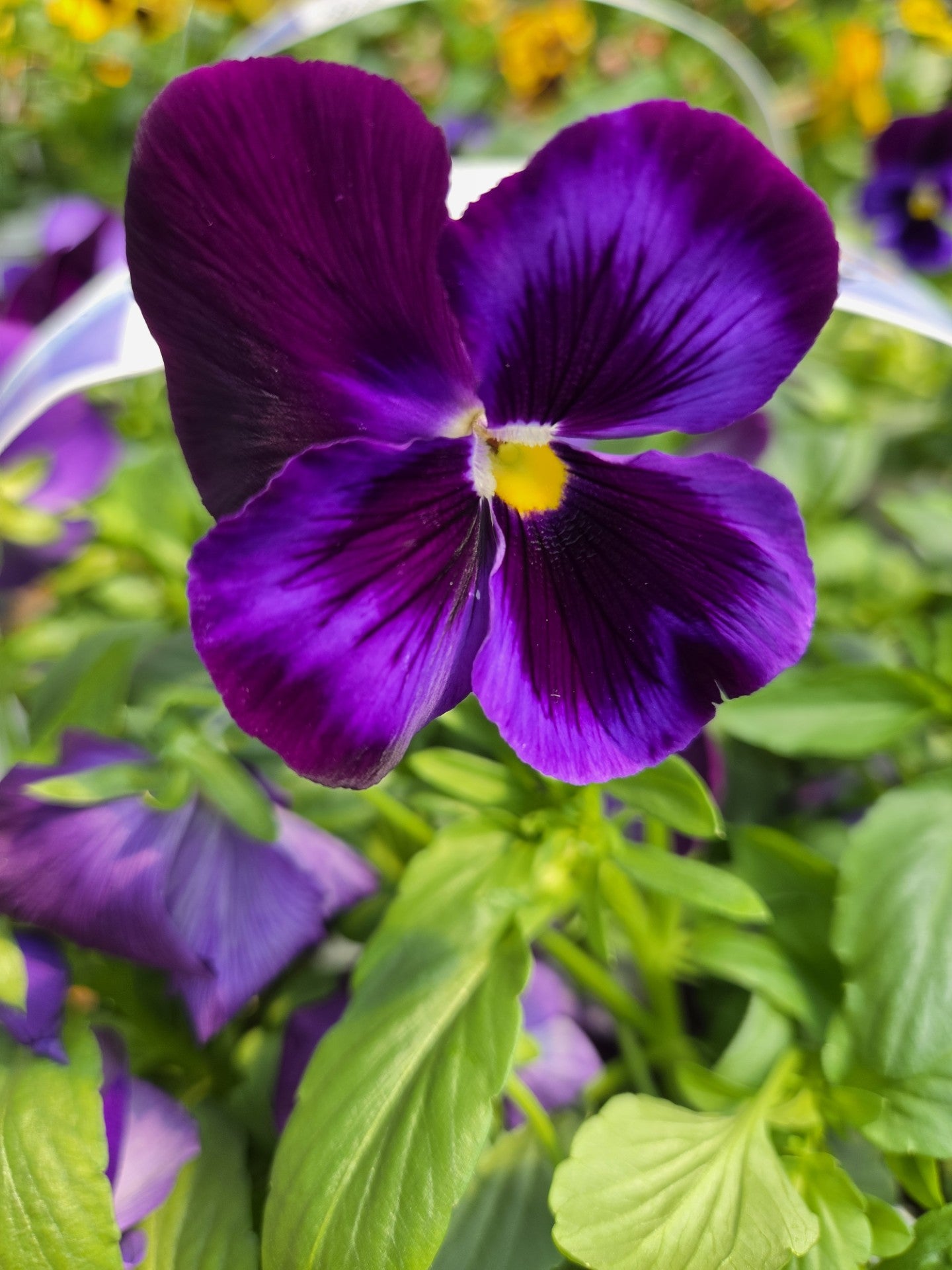 Pansies, Matrix Series (Viola)