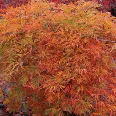 Acer palmatum 'Orangeola'