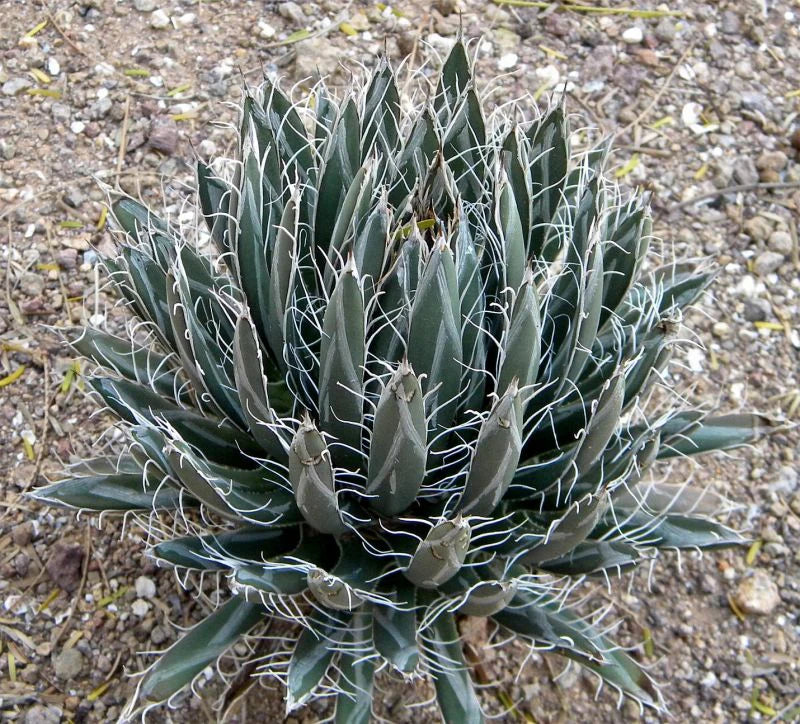 Agave parviflora 'Santa Cruz'