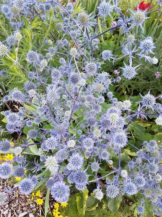 Sea Holly 'Blue Hobbit' (Eryngium)