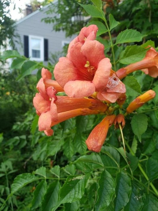 Campsis radicans 'Tango'