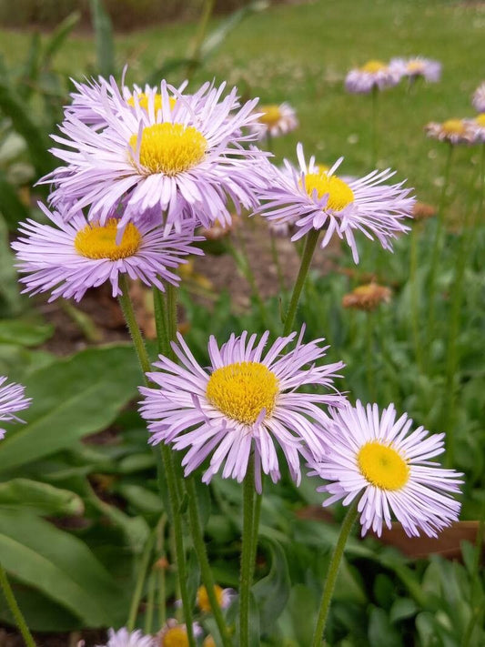 Erigeron pulchellus