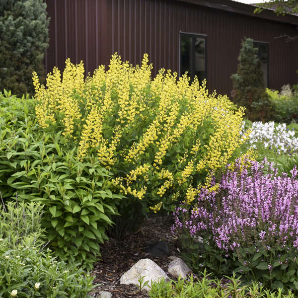 False/ Wild Indigo 'American Goldfinch' (Baptisia)