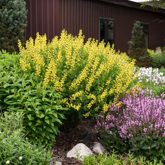 False/ Wild Indigo 'American Goldfinch' (Baptisia)