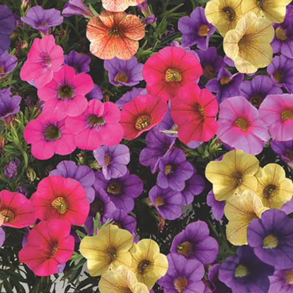 Calibrachoa x hybrida