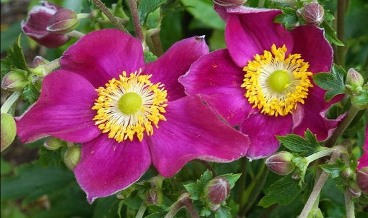 Anemone x hybrida 'Fantasy Red Riding Hood'