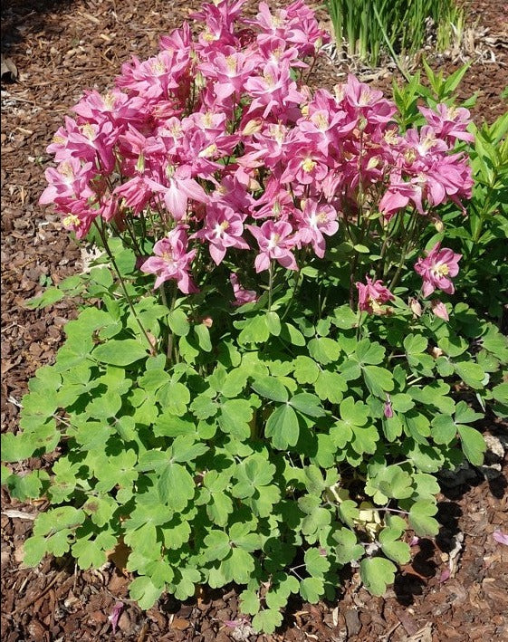 Aquilegia vulgaris 'Winky Rose-Rose'