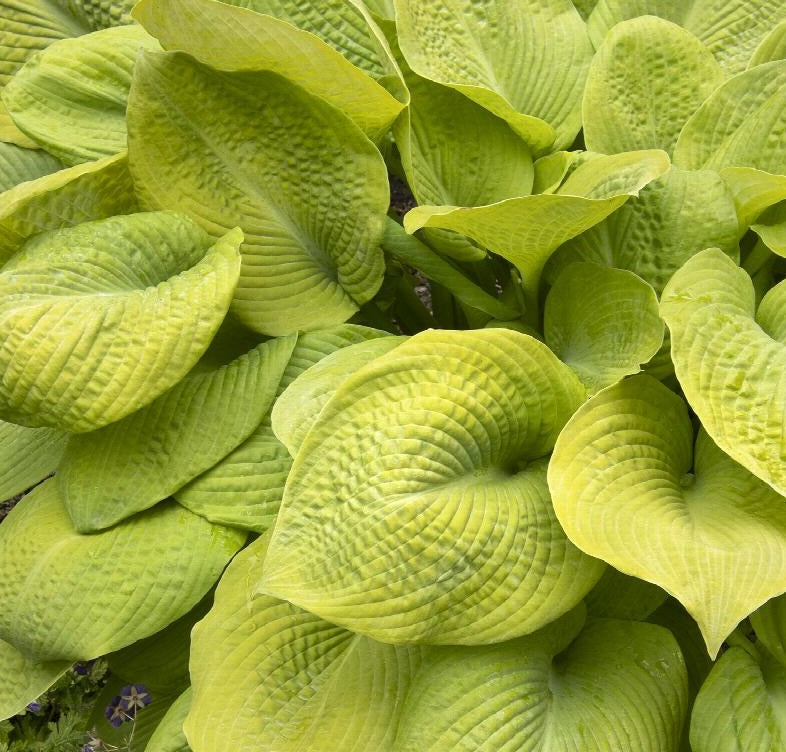 Hosta 'Rosedale Golden Goose'