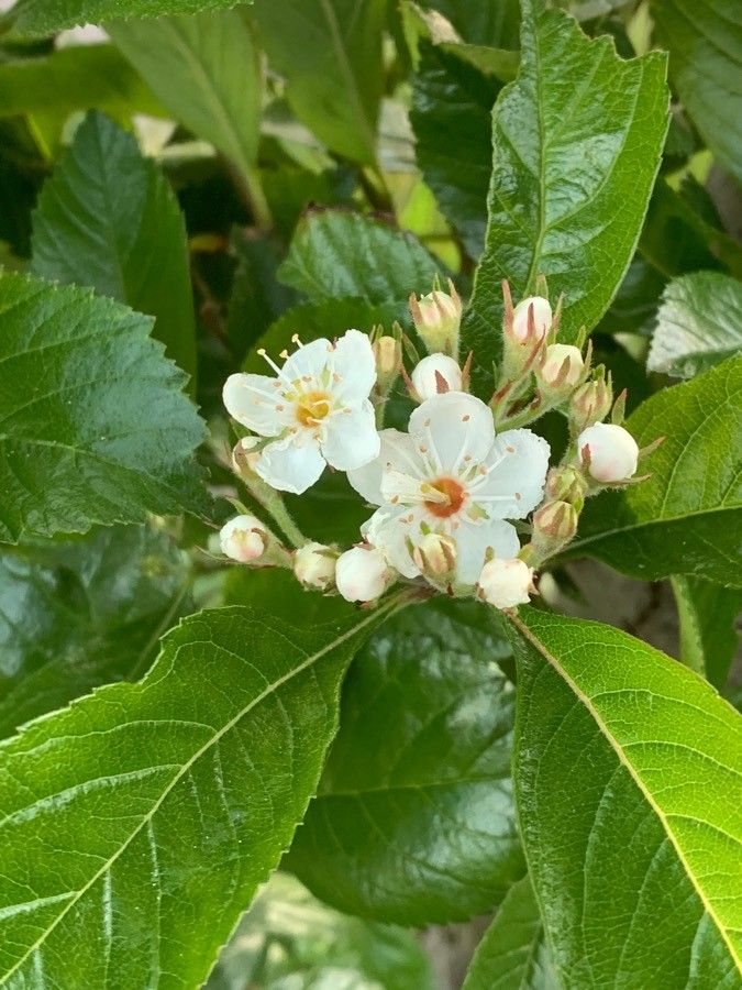 Crataegus crus-galli 'Crusader'