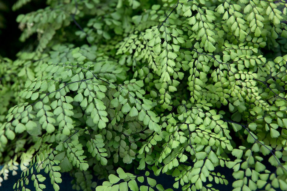 Adiantum raddianum