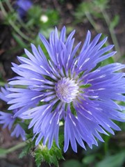 Stokes' Aster 'Mel's Blue' (Stokesia)
