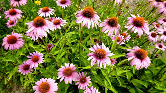 Echinacea purpurea 'Magnus Superior'