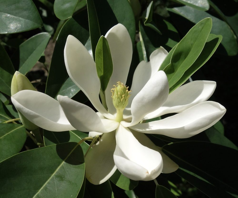 Magnolia, Sweetbay (Magnolia)