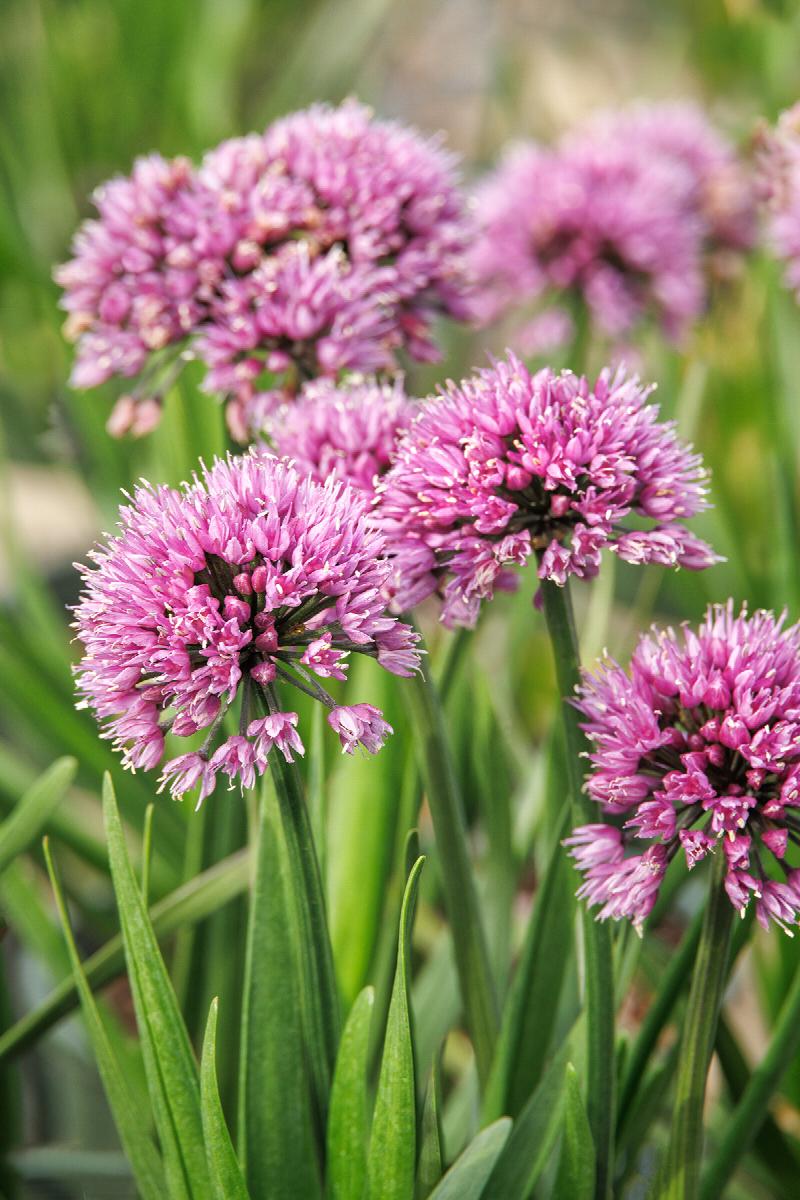 Allium 'Windy City'