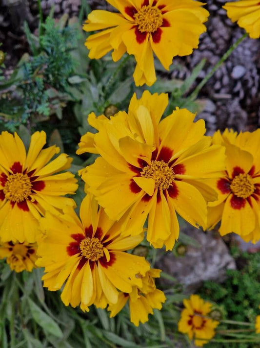 Tickseed, Large-Flowered 'Rising Sun' (Coreopsis)