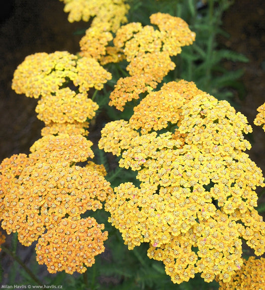 Achillea 'Milly Rock Yellow TerraCotta'