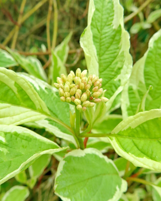 Dogwood, Mottled/ Yellow Twig 'Creme de Mint' (Cornus)