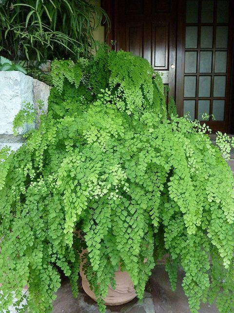 Adiantum raddianum