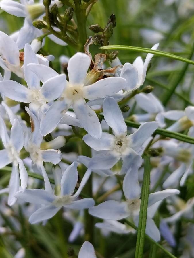 Amsonia hubrichtii