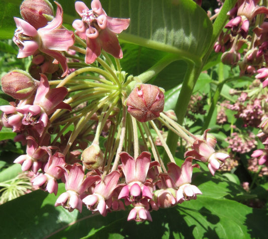 Asclepias syriaca