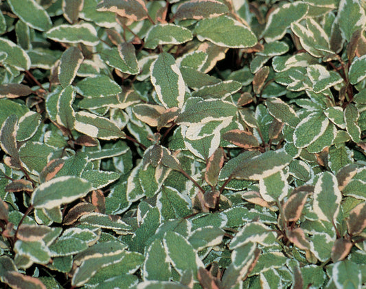 Sage, Garden Herb Tri-color (Salvia)