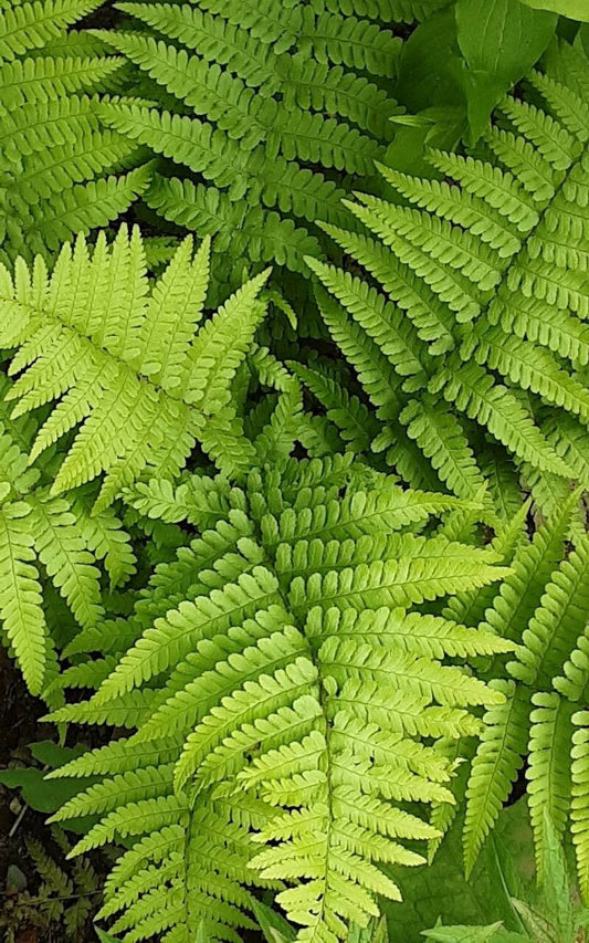 Dryopteris filix-mas