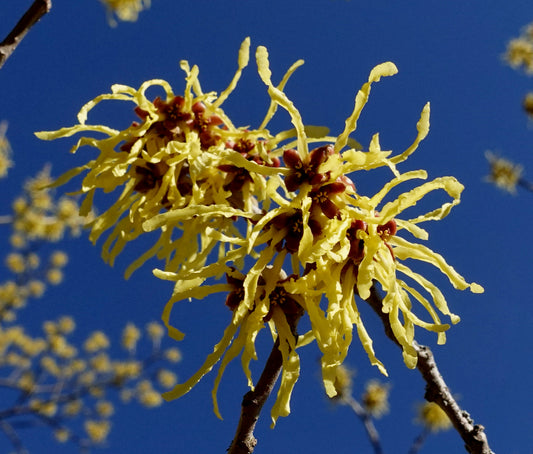 Witchhazel, Spring 'Arnold's Promise' (Hamamelis)