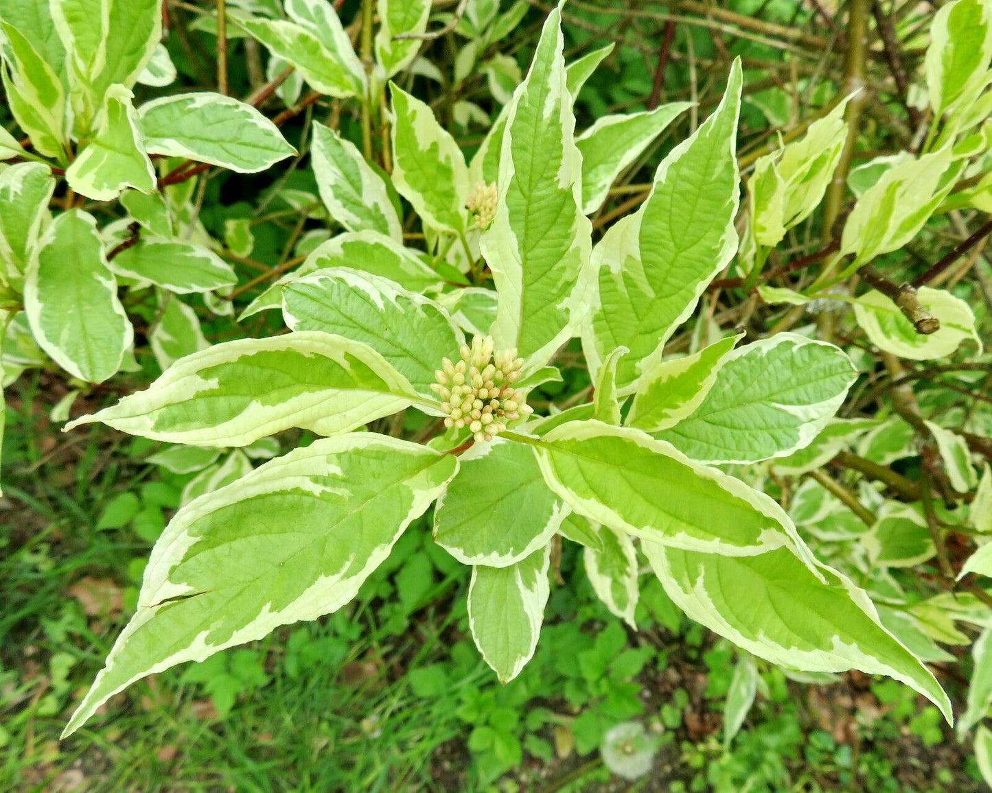 Dogwood, Mottled/ Yellow Twig 'Creme de Mint' (Cornus)